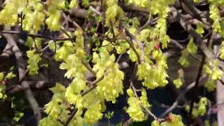 トサミズキ属Corylopsis winter hazelまんさく科 [upl. by Nahbois743]