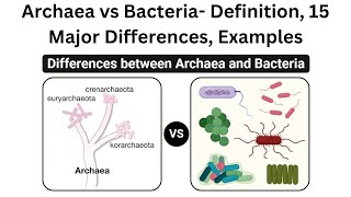 Archaea vs Bacteria Definition 15 Major Differences Examples [upl. by Suzan]