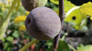 Seltene neue und alte Frucht Feigen Ernte Ficus carica Sorten im Herbst [upl. by Sulokcin]