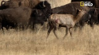 Des bisons tuent un wapiti [upl. by Auqinet]