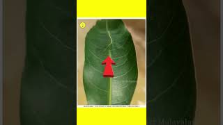 ഇങ്ങനെയും ജീവികൾ  3 camouflage animals😱  unknown facts  facts Malayalam shorts ytshorts [upl. by Aroon]