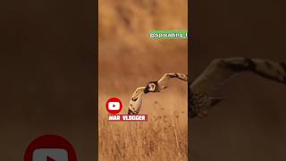 Dangerous Owl Sounds  Owl shorts trending birds youtubeshorts viral ytshorts birdsounds [upl. by Cormac932]