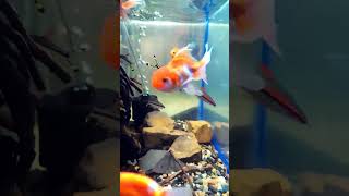 Goldfish Tank Setup  Oranda Goldfish Tank mates  Fancy goldfish  goldfish goldfishaquarium [upl. by Yendis]