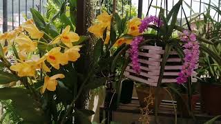 Beautiful Dendrobium Moschatum and Aerides multiflora orchid bloom in my garden garden [upl. by Cesar]