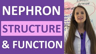 Nephrons  Filtration and Reabsorption Basics [upl. by Delmar]