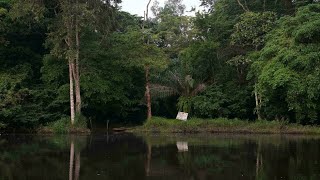 Salonga national park in DR Congo delisted from threatened sites [upl. by Elem955]