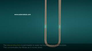 Function of the Tubules [upl. by Assirehc327]