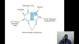 L4 And L5  Metabolism Of Purines And Pyrimidines [upl. by Ayhtin]