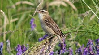 The Sedge Warbler and its song [upl. by Onairda]