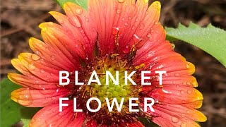 Blanket Flower  Florida Native Plants Landscaping [upl. by Anhsirk]