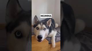 husky says he loves MOM more [upl. by Anivram]