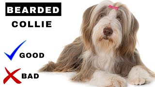 Bearded Collie Pros And Cons 10 Things You Didnt Know About Bearded Collies  Prepare to be Amazed [upl. by Fairbanks]