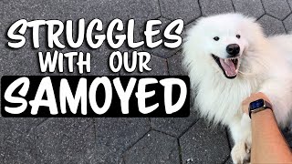 Struggles with our Samoyed Dog [upl. by Nnaacissej]