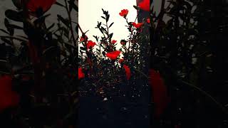 Home Garden decoration ideas and flowers howtocomplete1000subs sorts shortvideo shorts shots [upl. by Pudendas756]