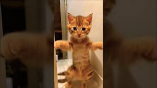 cute cats and kittens funny video shortsfeed cat shortvideo shorts short catlover cats [upl. by Azelea]