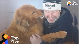 Dogs Reunited With Their Families  The Dodo Top 5 [upl. by Archle622]