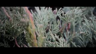 Canon 500D Cinematic video  March is coming [upl. by Synned]