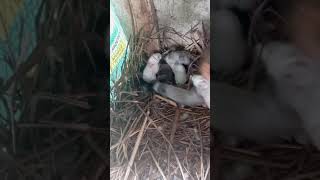 7 days old and active lifestyle africa bunny cute pets rabbit [upl. by Odlanier]