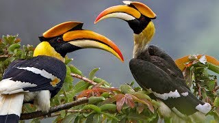 Beautiful Wild Bird – Great Hornbill [upl. by Reffinnej]