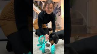 Day 13  Doggy Advent Calendar 2023 adventcalendar sausagedog dachshund unboxing [upl. by Aihtniroc]