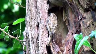 Treecreeper Nest Part Five [upl. by Adranoel558]