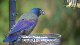 Grackles birds birdwatching nature Minnesota [upl. by Raddatz]