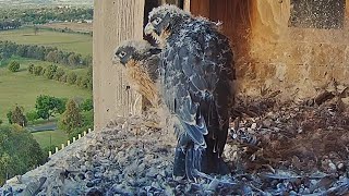 FalconCam Project Garrama Gets Very Close to Nest Ledge 😬 and Other Morning Madness 🎡 2024 Nov 10 [upl. by Halueb95]