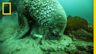 A Close Encounter With a Walrus  National Geographic [upl. by Renner373]