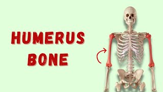 Humerus  Osteology of Upper Limb  Anatomy  Doctor Speaks [upl. by Radbun489]