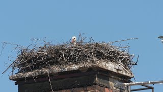 Liveübertragung des Storchennests in Himberg [upl. by Savdeep]