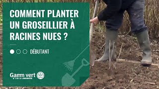 TUTO Comment planter un groseillier à racines nues   Jardinerie Gamm vert [upl. by Naujtna]