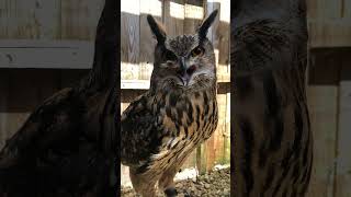 Chatting With Eagle Owl shorts [upl. by Noemi]