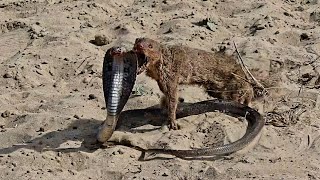 Mongoose vs Cobra SnakeUltimate Wild Fight [upl. by Nabetse892]