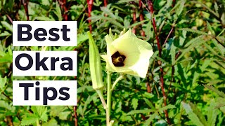 BEST OKRA TIPS FROM TEXAS [upl. by Ydnat417]