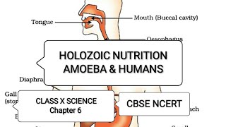 Holozoic Nutrition  Amoeba amp Human Being  Chapter 6  Class 10  Science  CBSE  NCERT [upl. by Munmro200]