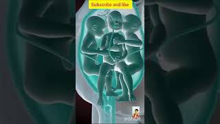 Babys Moments inside the womb 3D Animation fetalmovement shorts short [upl. by Bessy]