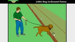 PetSafe—How to Train Your Dog on the Little Dog InGround Radio Fence [upl. by Sivlek]