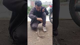 baby cobra rescue shots youtubeshorts comparison youtube snake video [upl. by Akenal556]