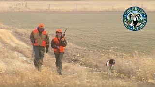 Pheasant Hunting Colorado [upl. by Nnaylime]