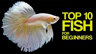 Top 10 Aquarium Fish for Beginners [upl. by Aerb]