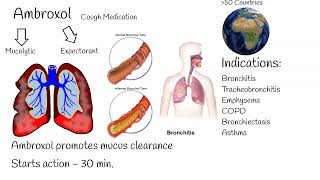 Ambroxol  Uses mechanism of action Most popular cough medication [upl. by Dnaltruoc]