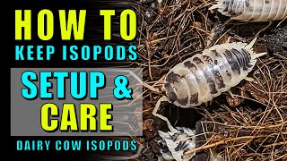 How to keep isopods Setup amp care for Porcellio laevis  Dairy Cow Isopods [upl. by Adnouqal]