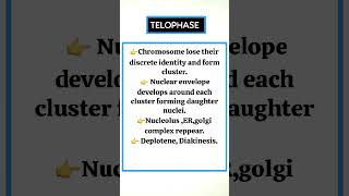 Telophase biology [upl. by Eniamrahs]