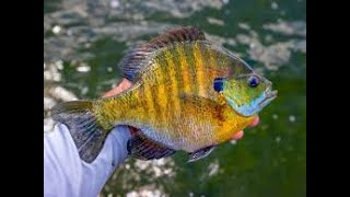 Puddingstone Reservoir Blue Gills Fishing 🎣 [upl. by Ayenat]