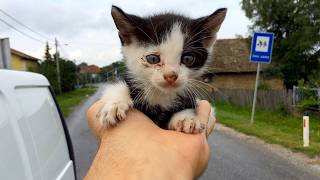 Abandoned kitten wandered the street looking for help  Dog Rescue Shelter [upl. by Haye]