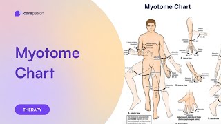 Myotomes Chart [upl. by Croydon]