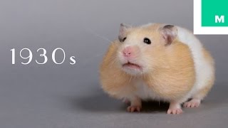 100 Years of Hamster Beauty in 60 Seconds [upl. by Cheyney]