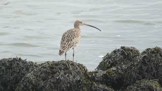 Eurasian Curlew Numenius arquata Wulp Landtong Rozenburg ZH the Netherlands 19 Oct 2024 14 [upl. by Harwill]