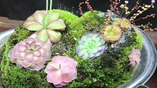 Fertilizing Carnivorous Pinguicula Plants with Maxsea [upl. by Truda]