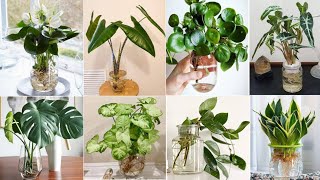 47 Indoor Plants in Vases to grow  Indoor Plants to grow in Water  Plant and Planting [upl. by Ahsaya]